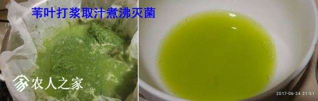 3苇叶打浆取汁煮沸灭菌.jpg