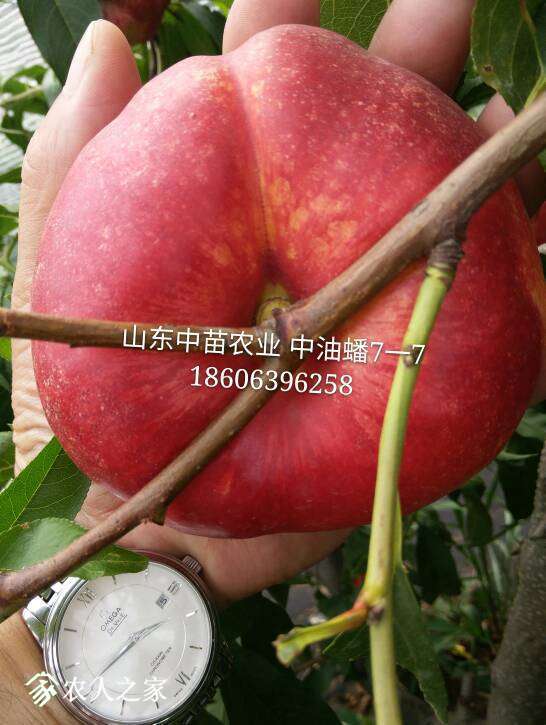 101509g1312jm22cvihv42.jpg