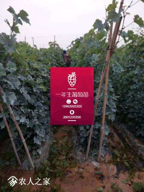 mmexport1505717123777.jpeg