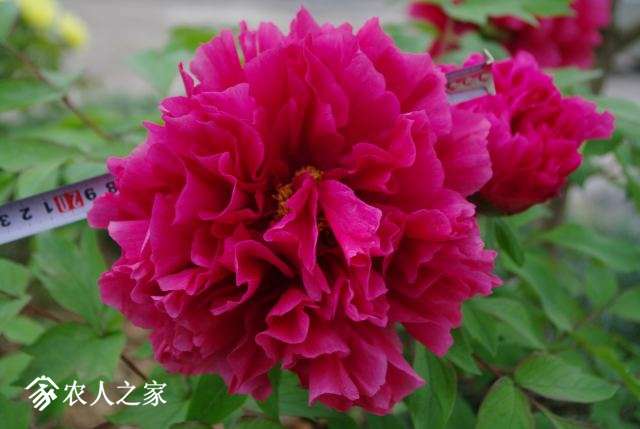 IMGP4700.JPG
