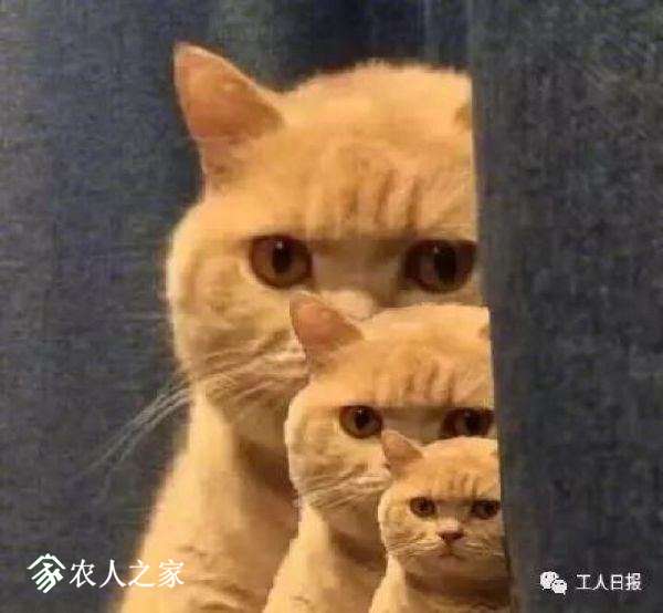 u=2339254876,4084783721&amp;fm=173&amp;s=5228BE440E6225174EA24D2A0300F011&amp;w=600&amp;.jpeg