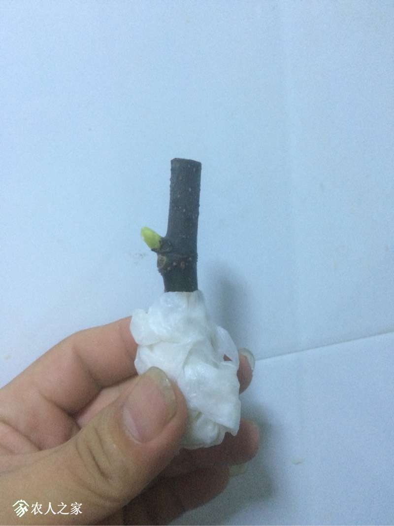 230008g7kh1kkwaxz40hlk.jpg