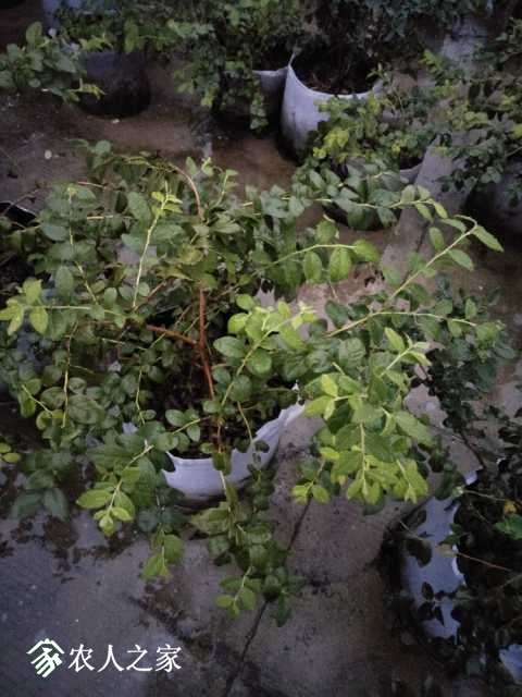 IMG20170925175815.jpg