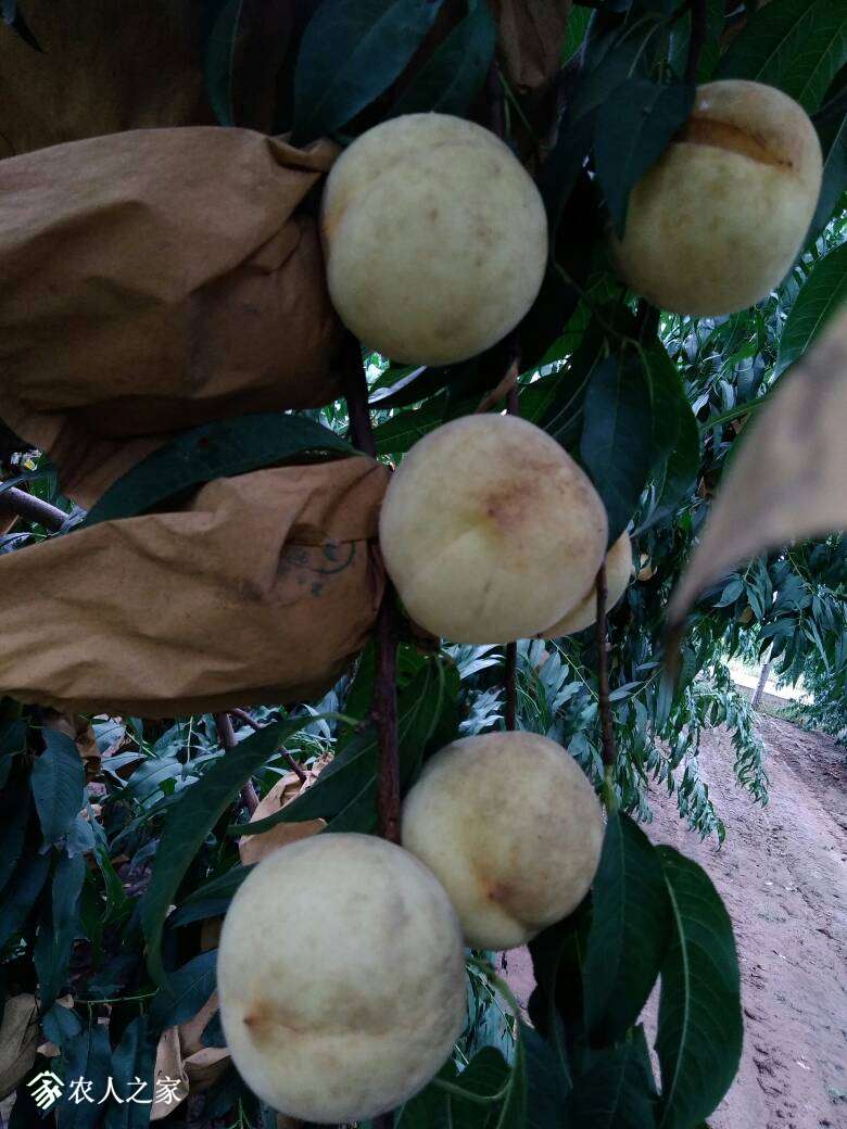 221517gmos2duffb03d2m7.jpg