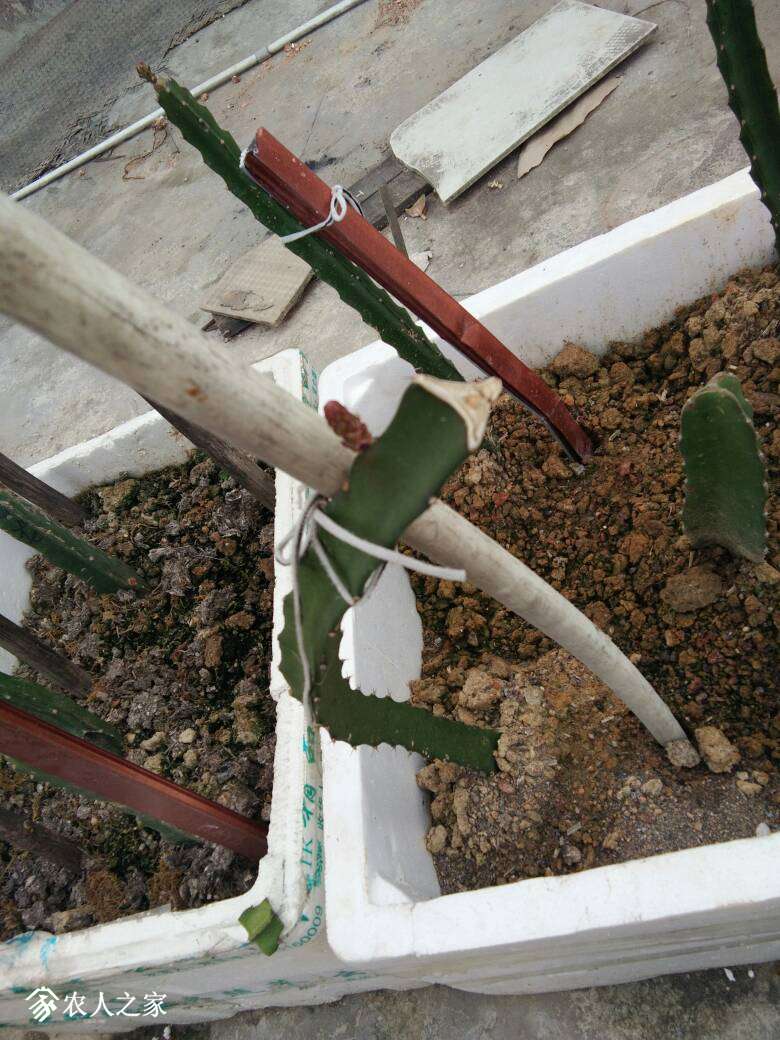 152126mexm1t5ferfmuqeq.jpg