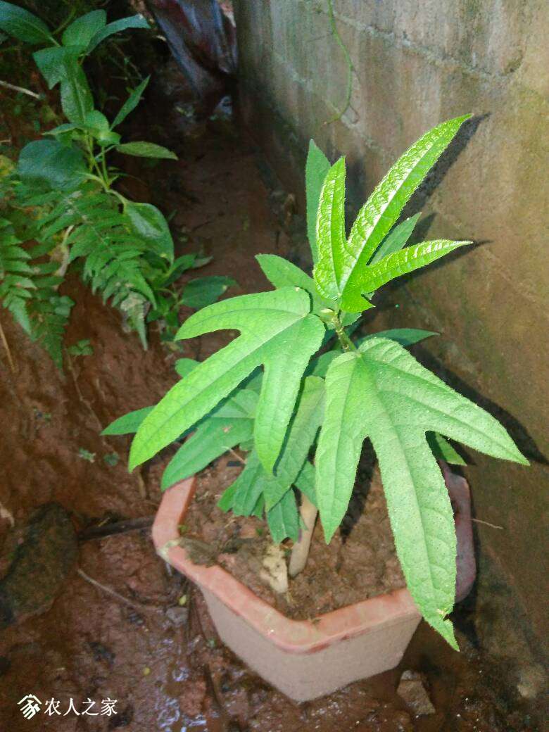 081555gujpkws06pfkjymm.jpg