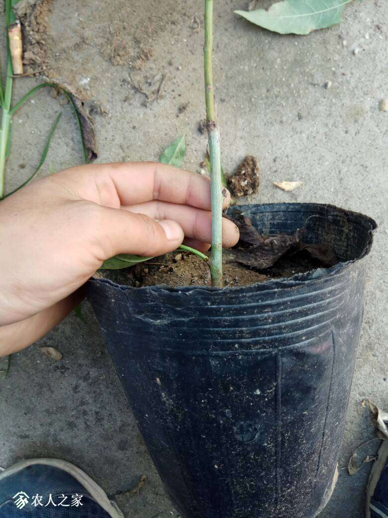 103038gqkrkpyqhzr3laqa.jpg