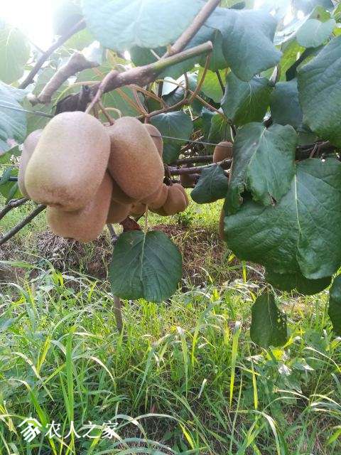 IMG_20170805_174323 - .jpg