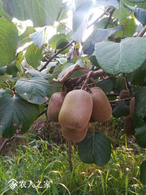 IMG_20170805_174331 - .jpg