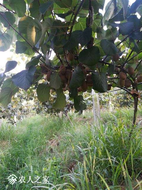 IMG_20170805_174341 - .jpg