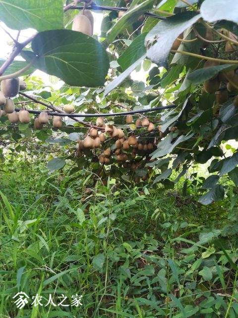 IMG_20170805_174707 - .jpg