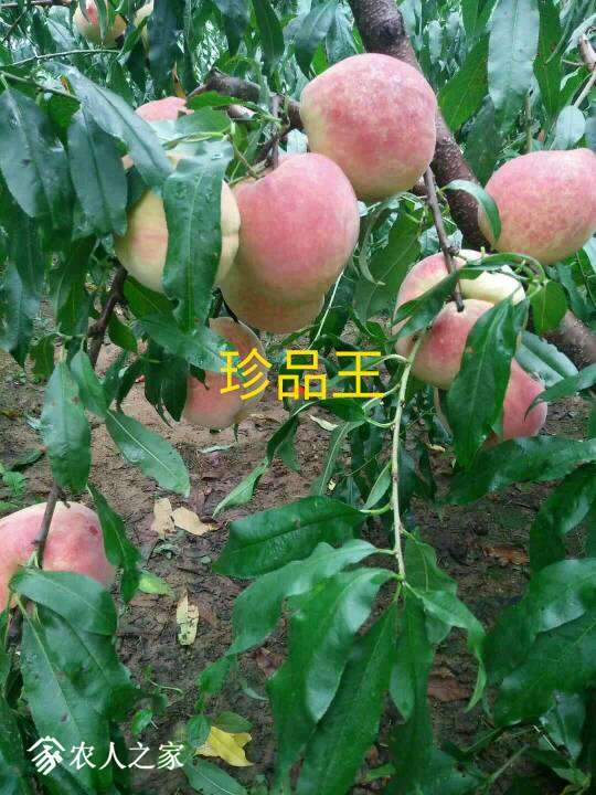 202125ulo5743msll48oue.jpg