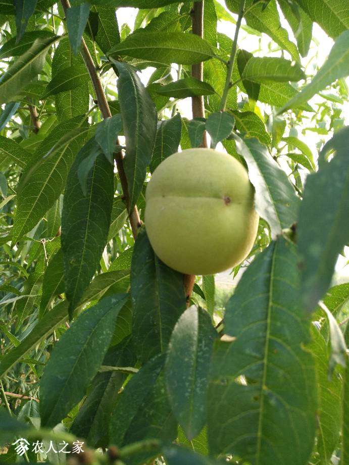 171701i2dd6uhj6tpran2o.jpg