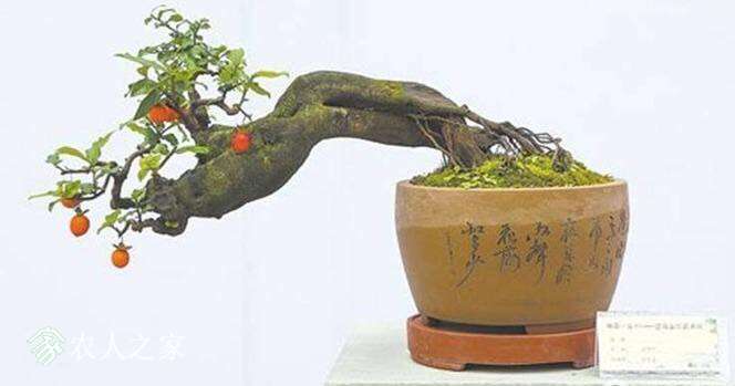 盆栽摘心,摘芽,摘叶和修剪 - 盆景论坛 - 水果邦农人之家论坛