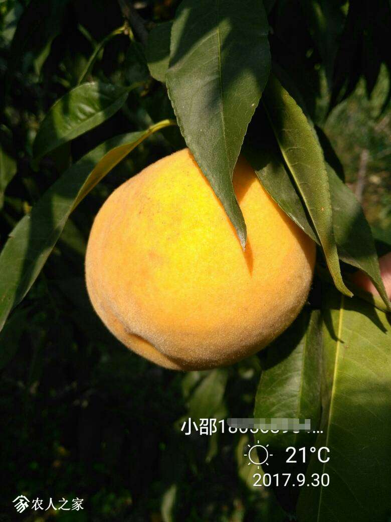 073845penj1e1nez0kelo0.jpg