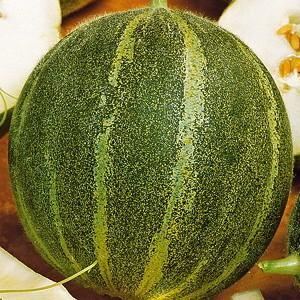 azerbajdzhanskaja_zheltaja_dinja.jpg