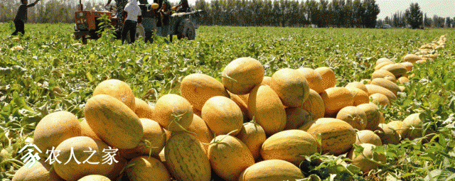 201411262324126299.gif