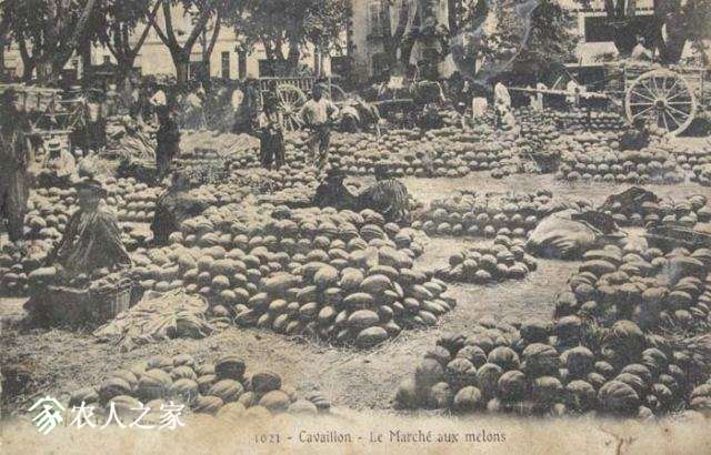 83-Cavaillon-marche-melon-1914.jpg