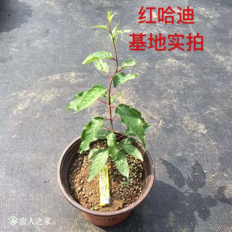 202316k1t0adw99j0zkyek.jpg