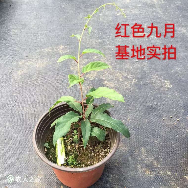 202316oqq57oqsd7daa8ar.jpg