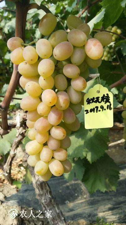 090935gowonboqepp5bgaj.jpg