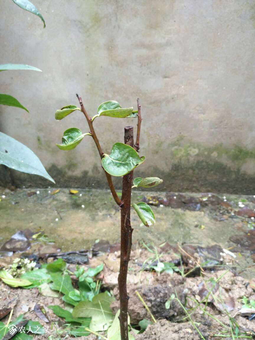 071434bakfyzeanub1fkbm.jpg
