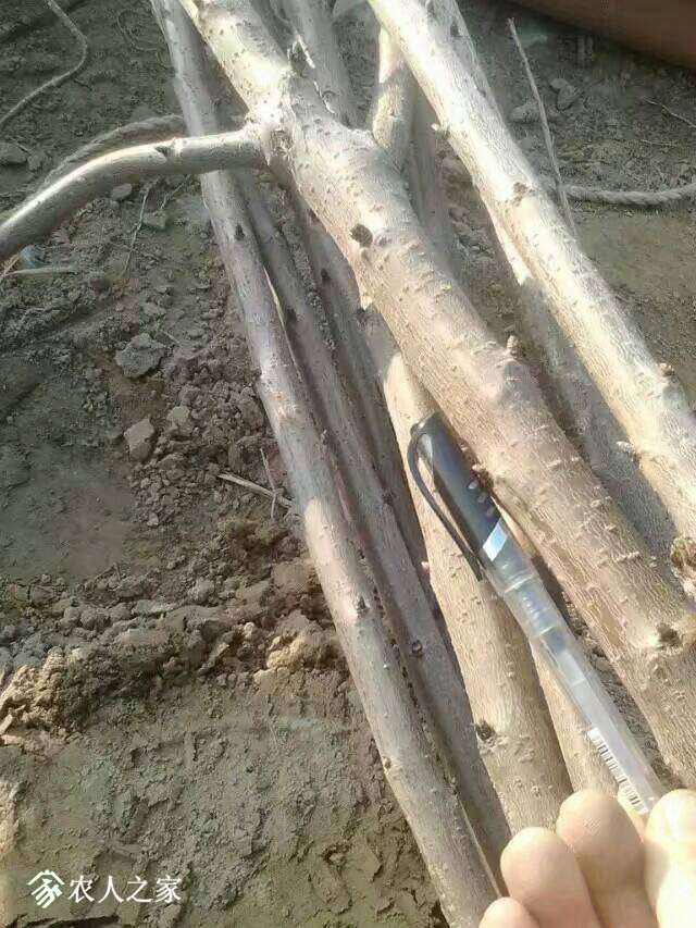 151523zdvfml8sh1ha4vl7.jpeg