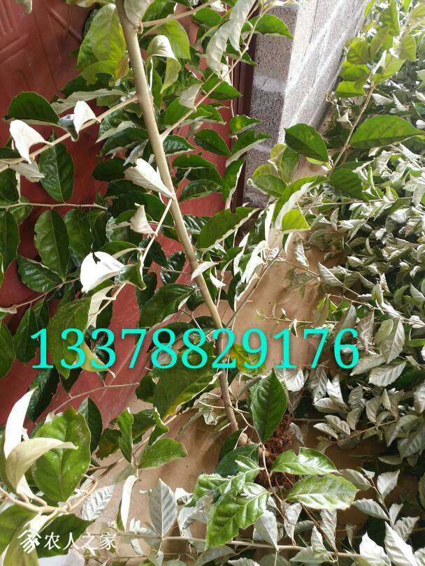 100857b88kcsg4we58v18k.jpg