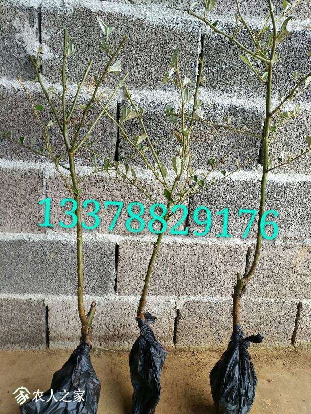 100857rzb6opz6hx5p3kkp.jpg