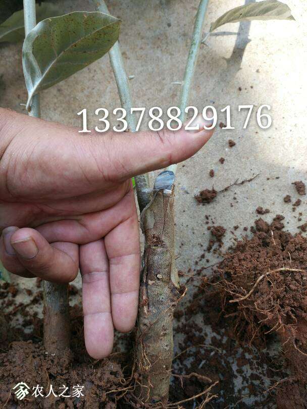 100857u9qf9og990kfreg0.jpg