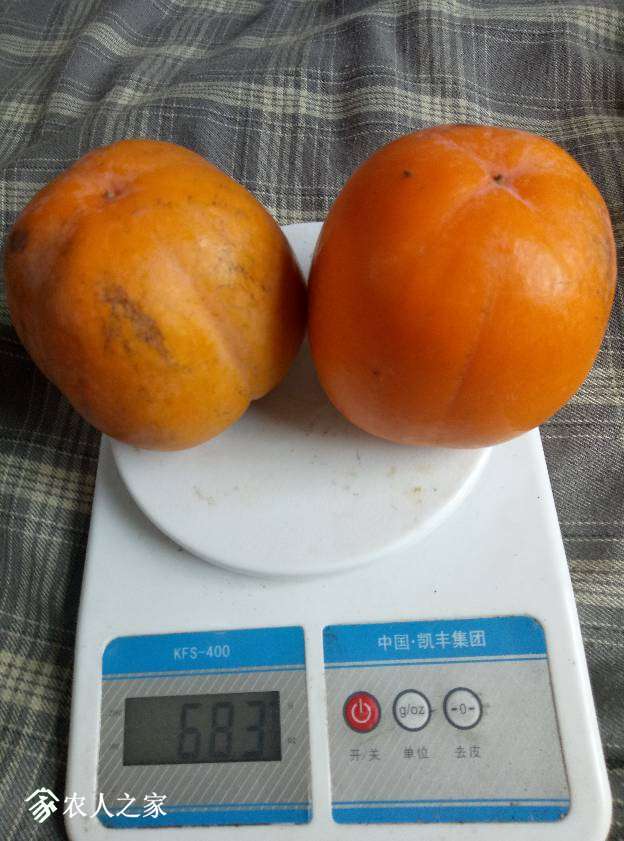 172049rrngwwzirrpwrrnz.jpg
