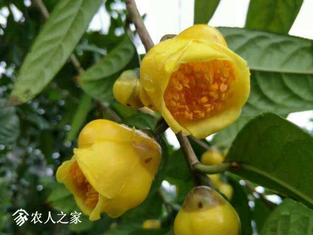 手快有,手慢没,金花茶果