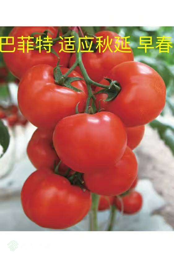 142056zalsl0fsl2tejlfc.jpg
