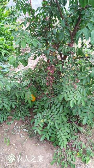IMG_20171014_125435.jpg