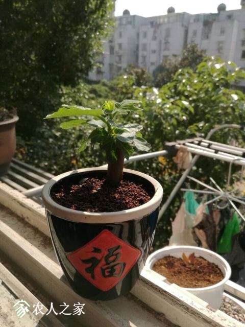 Ǥ辰1.jpg