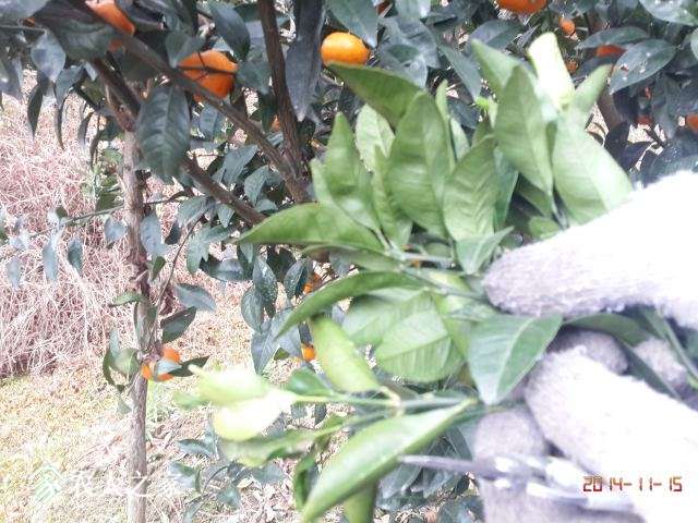IMG_20141115_100934.jpg