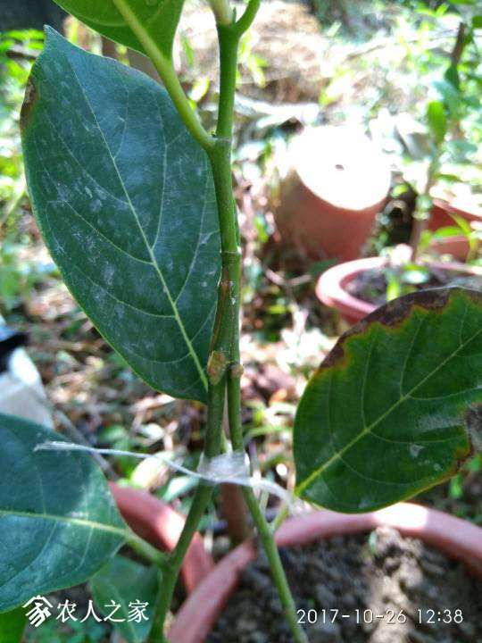 074928citazeios8imaiki.jpg