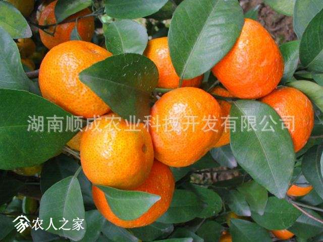 20151129176460.jpg˳ɳǽ.jpg