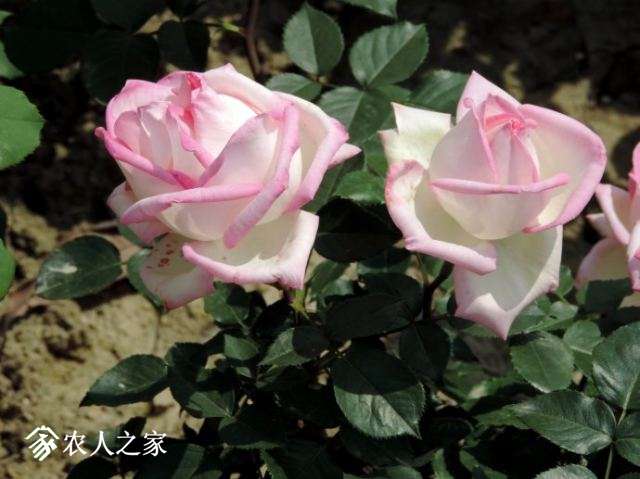 002BzA5pty6IIpBnbEy76&amp;690.jpg