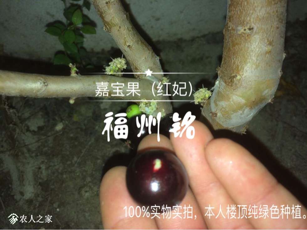 红妃嘉宝果特点图片