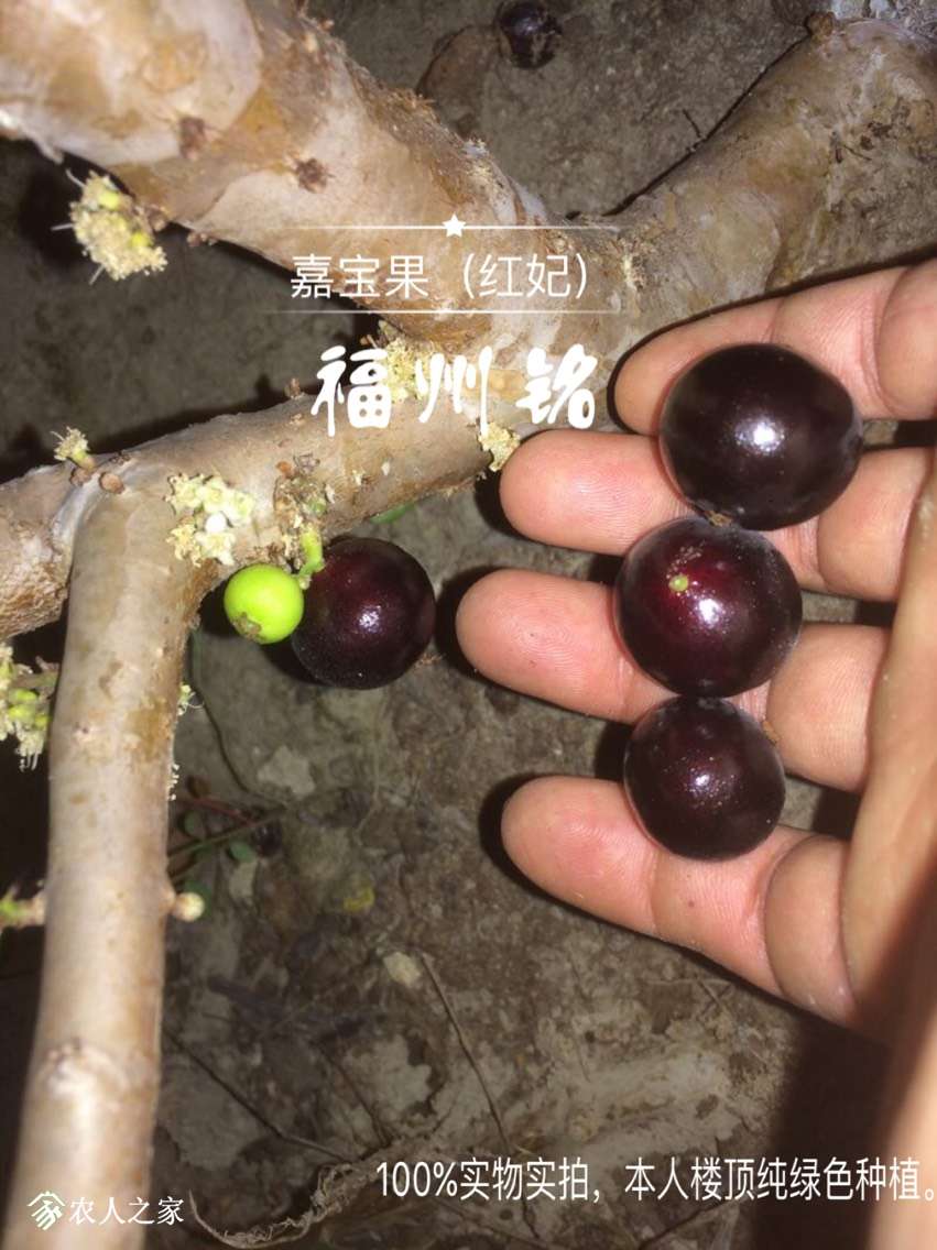 红妃嘉宝果特点图片