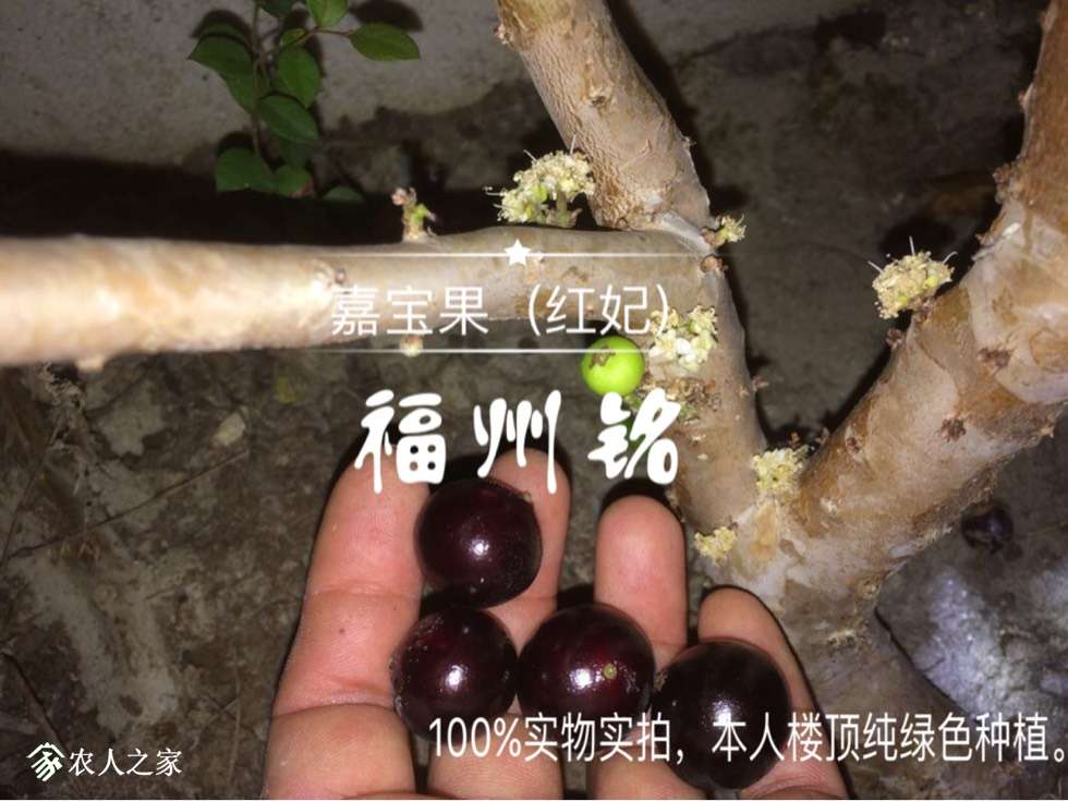 红妃嘉宝果果实图片图片