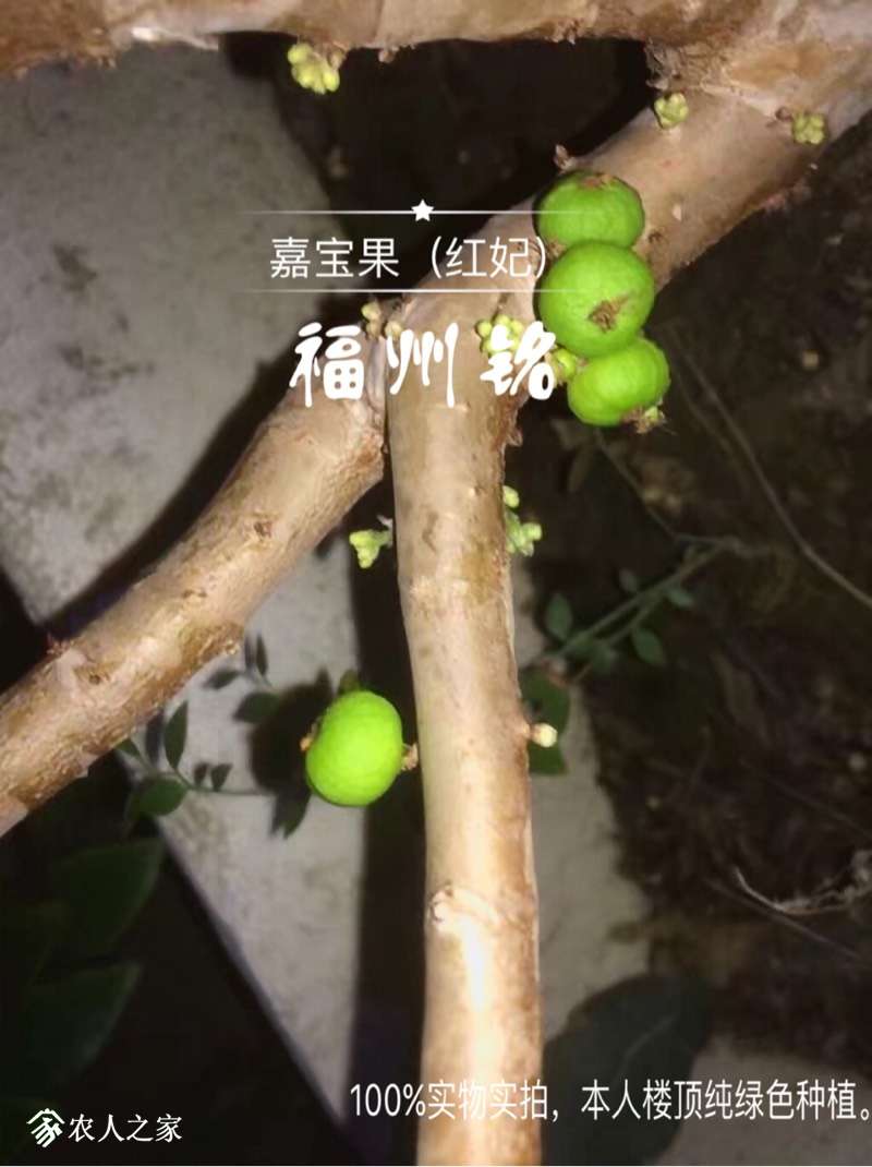 嘉寶果品種(紅妃)