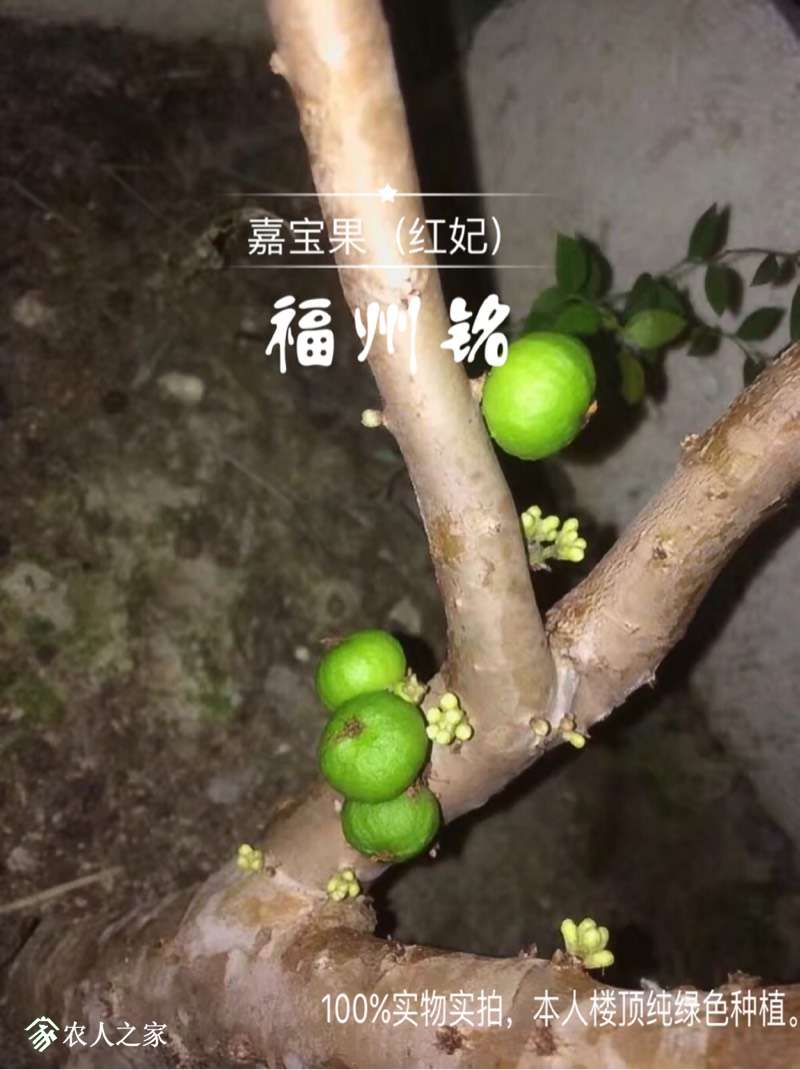 红妃嘉宝果特点图片