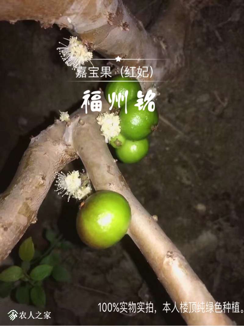 红妃嘉宝果特点图片