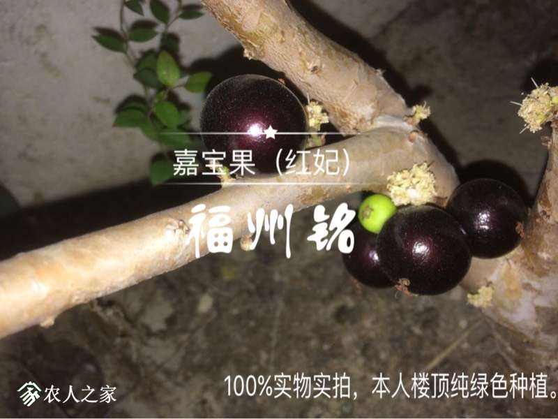 嘉宝果品种(红妃 树葡萄 水果邦农人之家论坛