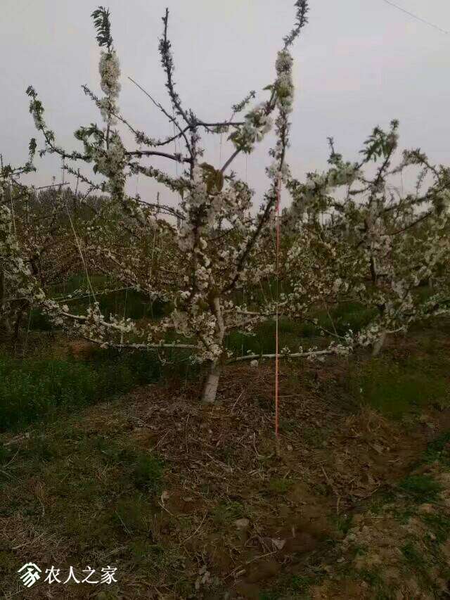140326uap4vcffvpgrdrfr.jpeg