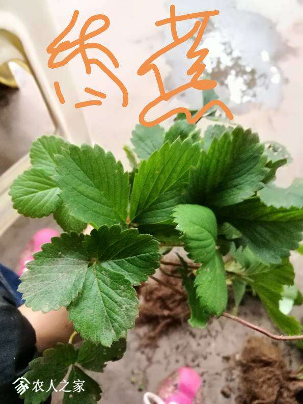 154711ol8q0aq7xahapwqj.jpg