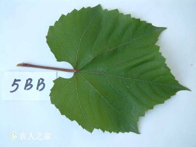 DSCF0050.JPG