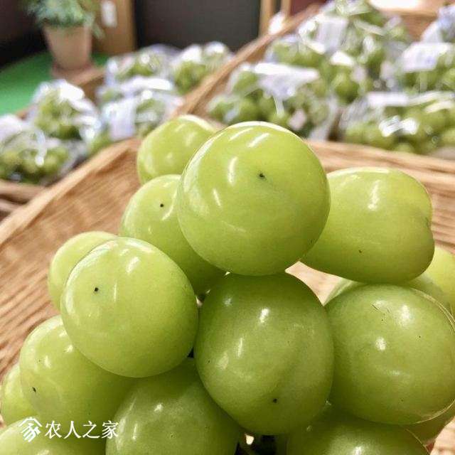 iOS-4-3-1507639600-1080x1080-t-9d9c50.jpg